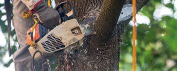 Best Leaf Removal  in White Hall, IL