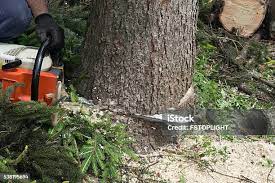 How Our Tree Care Process Works  in  White Hall, IL