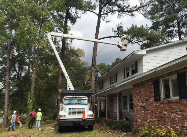 Best Tree Disease Treatment  in White Hall, IL