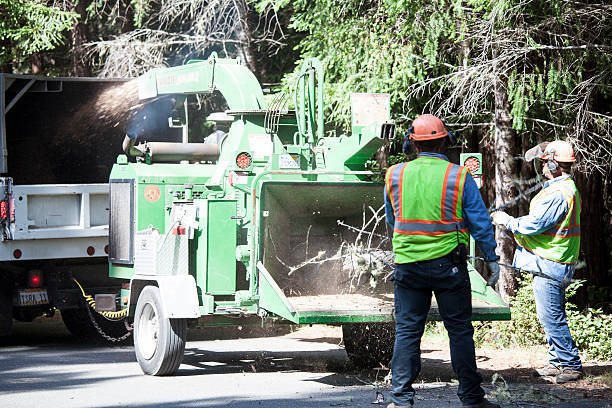 Professional Tree Care in White Hall, IL