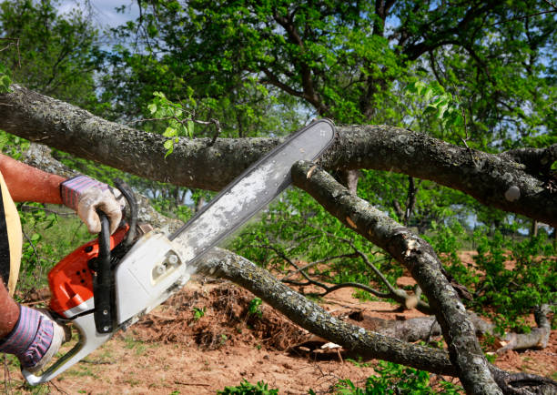 Best Fruit Tree Pruning  in White Hall, IL